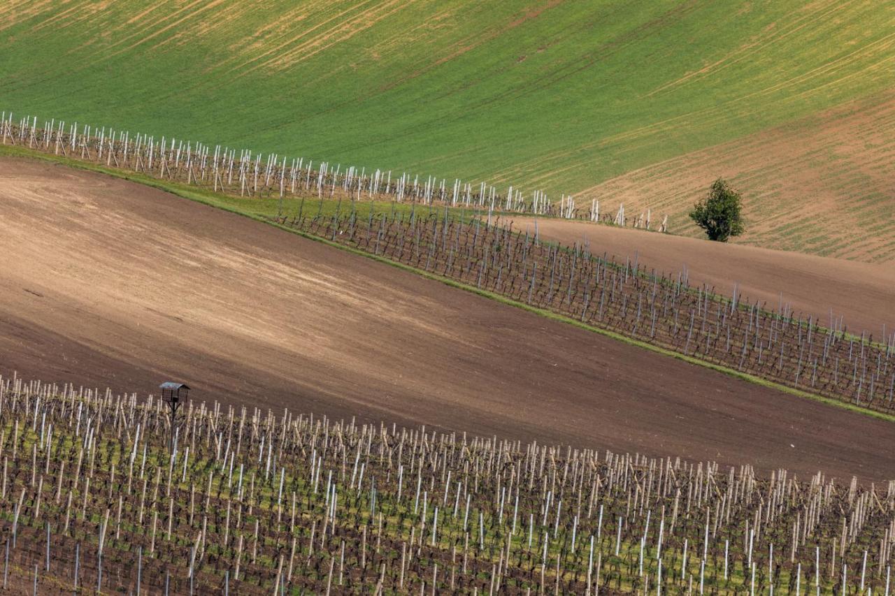Vinoza - Ubytovani A Vinny Sklep Velke Bilovice Rulandova Zewnętrze zdjęcie