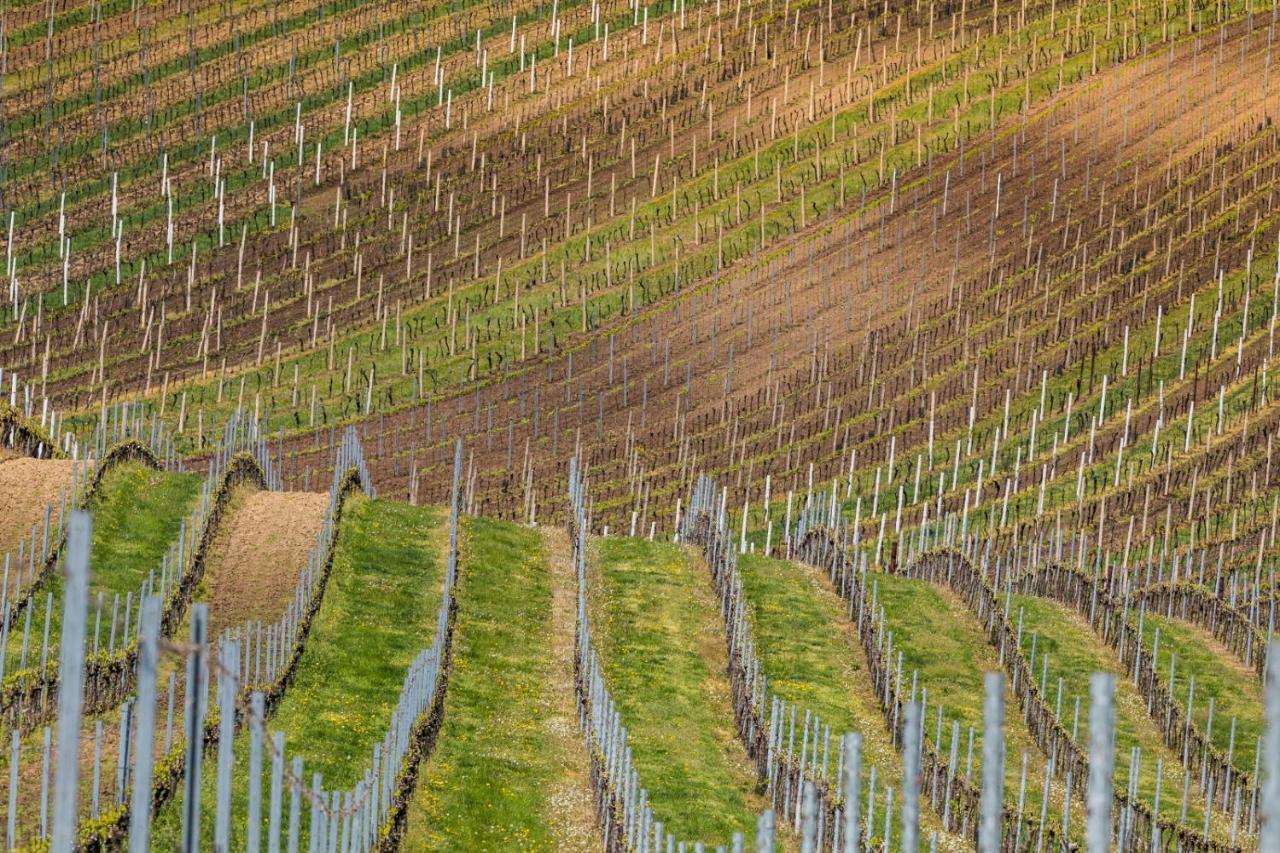 Vinoza - Ubytovani A Vinny Sklep Velke Bilovice Rulandova Zewnętrze zdjęcie
